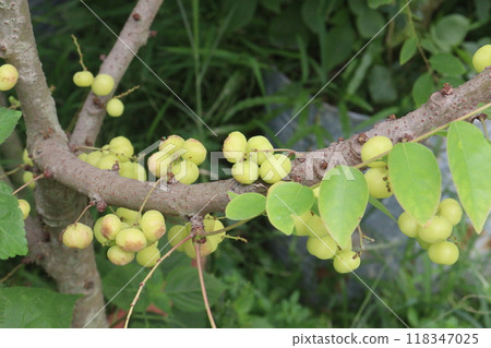 Phyllanthus acidus on tree in farm Phyllanthus acidus on tree in farm 118347025