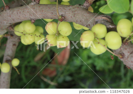 Phyllanthus acidus on tree in farm Phyllanthus acidus on tree in farm 118347026