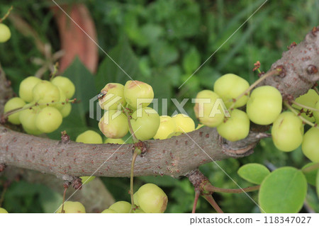 Phyllanthus acidus on tree in farm Phyllanthus acidus on tree in farm 118347027