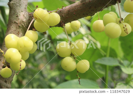 Phyllanthus acidus on tree in farm Phyllanthus acidus on tree in farm 118347029