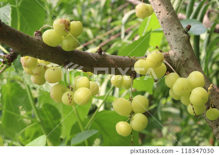 Phyllanthus acidus on tree in farm Phyllanthus acidus on tree in farm 118347030