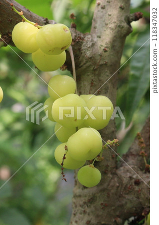 Phyllanthus acidus on tree in farm Phyllanthus acidus on tree in farm 118347032