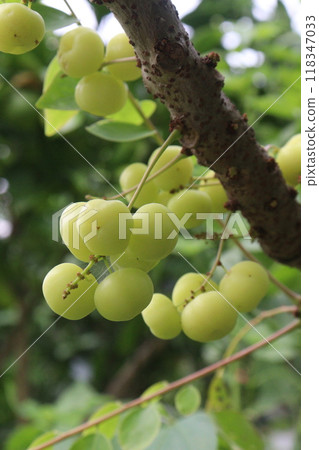 Phyllanthus acidus on tree in farm Phyllanthus acidus on tree in farm 118347033