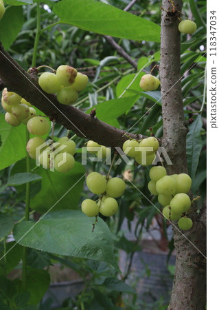 Phyllanthus acidus on tree in farm Phyllanthus acidus on tree in farm 118347034