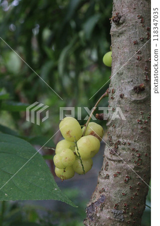Phyllanthus acidus on tree in farm Phyllanthus acidus on tree in farm 118347035