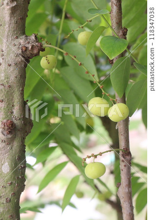Phyllanthus acidus on tree in farm Phyllanthus acidus on tree in farm 118347038