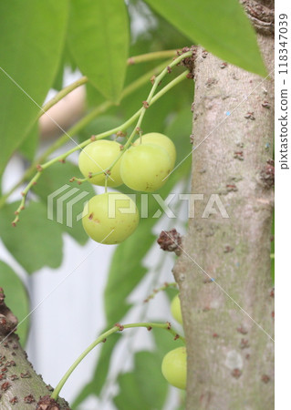 Phyllanthus acidus on tree in farm Phyllanthus acidus on tree in farm 118347039
