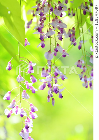 Close-up of wisteria flowers, vertical position 118347097