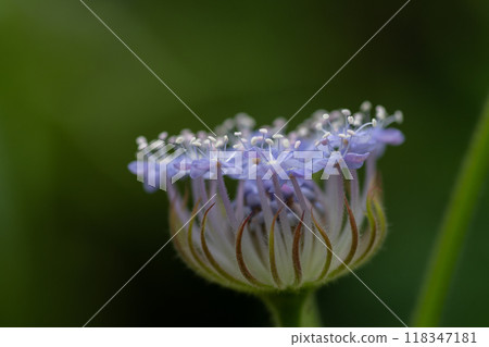 可愛的盛開的紫色花 藍色蕾絲花 118347181