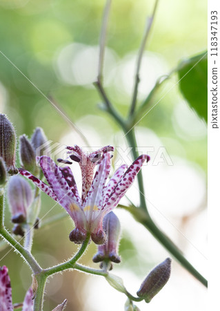 盛開的紫色hototogisu 盛開的紫色hototogisu 118347193