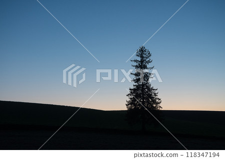 美麗的日落天空和田野中的松樹 118347194