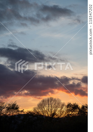 Beautiful autumn evening sky and winter grove silhouette Beautiful autumn evening sky and winter grove silhouette 118347202