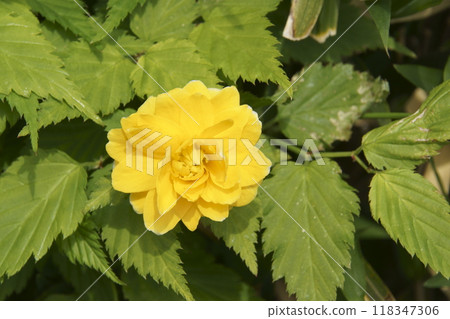 Yamaboki Yamaboki 118347306