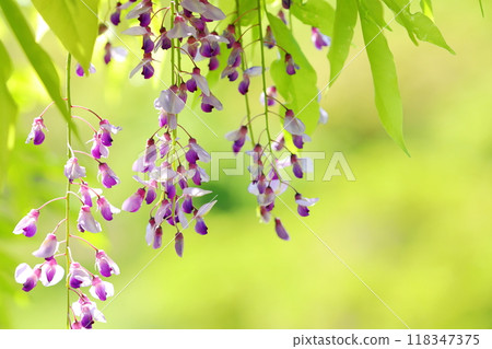 Close-up of wisteria flower Close-up of wisteria flower 118347375