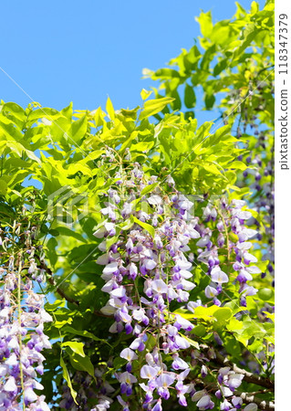 Wisteria flower vertical position 118347379