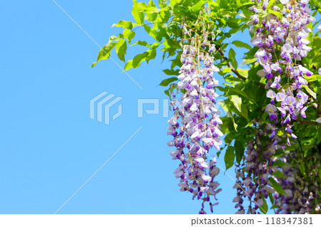 Wisteria flowers Wisteria flowers 118347381