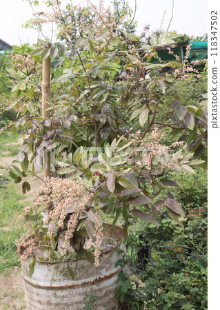 ruby longan tree plant in farm 118347502