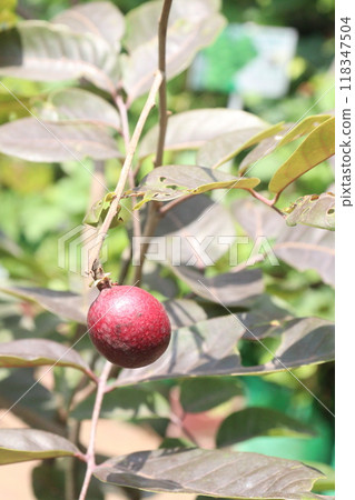 ruby longan tree plant in farm ruby longan tree plant in farm 118347504