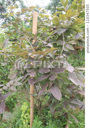 ruby longan tree plant in farm ruby longan tree plant in farm 118347505