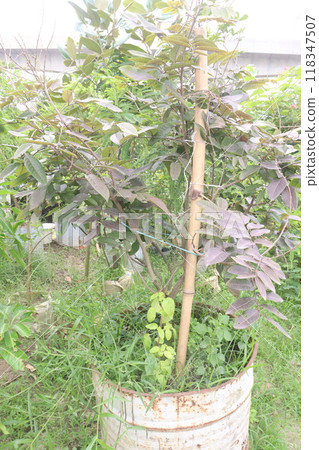 ruby longan tree plant in farm 118347507
