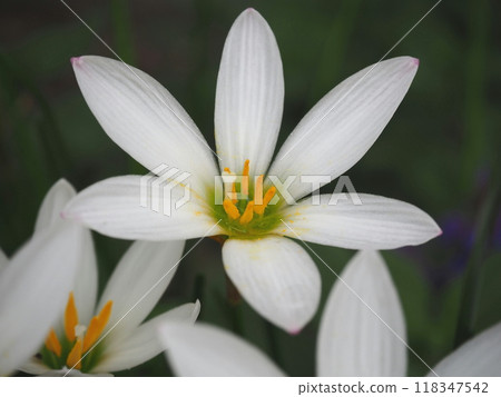 成熟的玉垂花 成熟的玉垂花 118347542