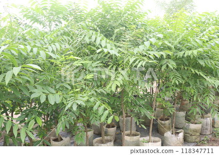 Spondias mombin seedling plant on nursery 118347711