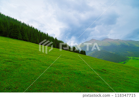 green mountain slope with spruce forest at its edge at rainy summer day green mountain slope with spruce forest at its edge at rainy summer day 118347715