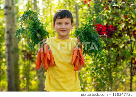 A smiling boy in yellow t-shirt is holding two bunches of large orange carrots with leaves in the autumn garden near green and red trees. 118347723