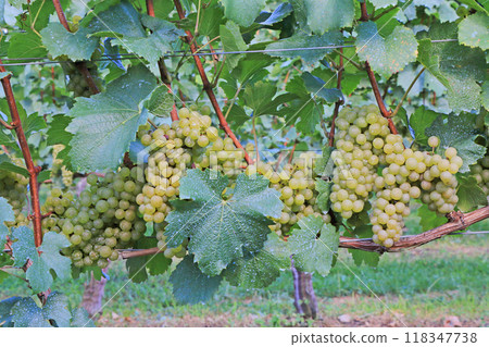 Wine grape Chardonnay 118347738