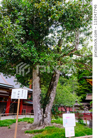 Tarayo (vertical) Tarayo (vertical) 118347746