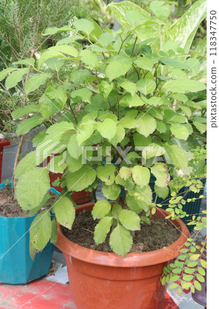 Spiraea media flower plant on nursery Spiraea media flower plant on nursery 118347750