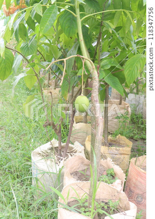 Spondias mombin on tree in nursery 118347756
