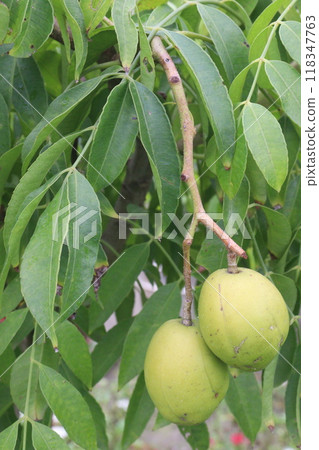 Spondias mombin on tree in nursery Spondias mombin on tree in nursery 118347763