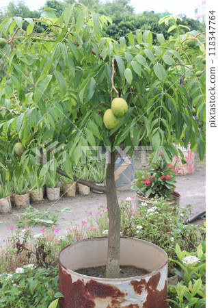 Spondias mombin on tree in nursery Spondias mombin on tree in nursery 118347764
