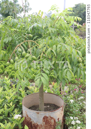 Spondias mombin on tree in nursery Spondias mombin on tree in nursery 118347765