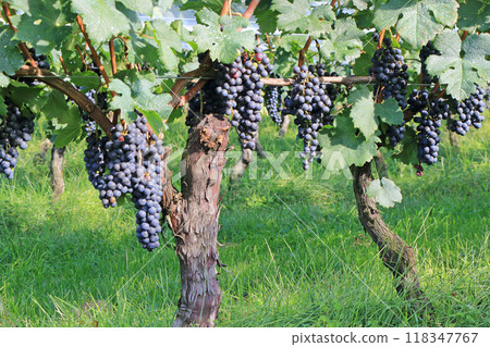 Wine grape Merlot 118347767