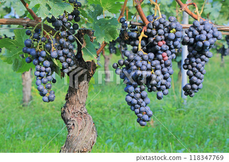 葡萄酒梅洛 葡萄酒梅洛 118347769