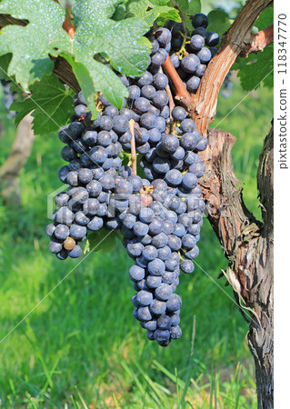 Wine grape Merlot Wine grape Merlot 118347770