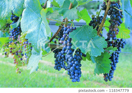Petit Verdot wine grapes 118347779