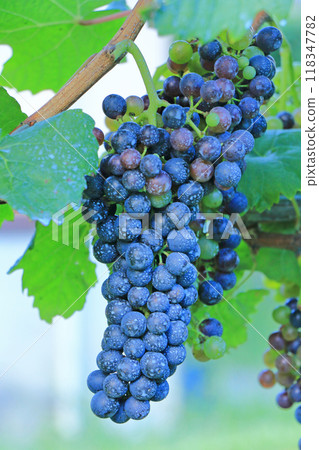 Petit Verdot wine grapes 118347782