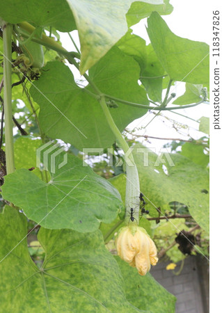 Sponge gourd on farm for harvest 118347826