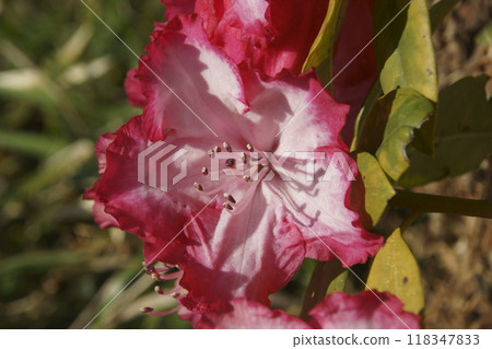Rhododendron 118347833