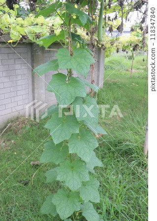 Luffa tree seedling on farm for harvesting Luffa tree seedling on farm for harvesting 118347840