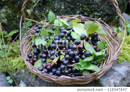 在籃子裡收穫夏霞果實。 118347847