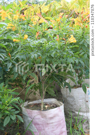 Tecomaria capensis flower plant on nursery Tecomaria capensis flower plant on nursery 118347876
