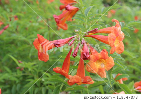 Tecomaria capensis flower plant on nursery Tecomaria capensis flower plant on nursery 118347878