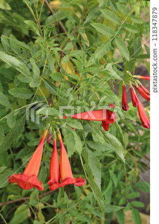 Tecomaria capensis flower plant on nursery 118347879