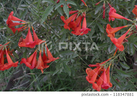 Tecomaria capensis flower plant on nursery Tecomaria capensis flower plant on nursery 118347881