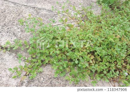 Trianthema portulacastrum plant on forest Trianthema portulacastrum plant on forest 118347906