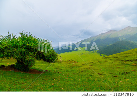 tree with red berries in Tian-Shan mountains at rainy summer day 118347910